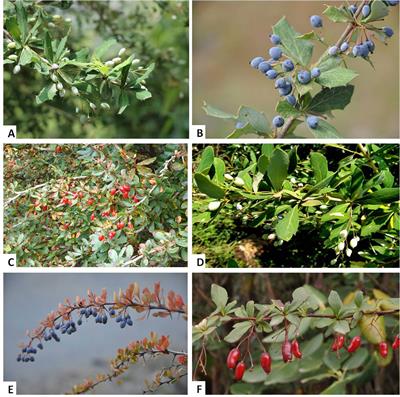 Phytopharmacology and Clinical Updates of Berberis Species Against Diabetes and Other Metabolic Diseases